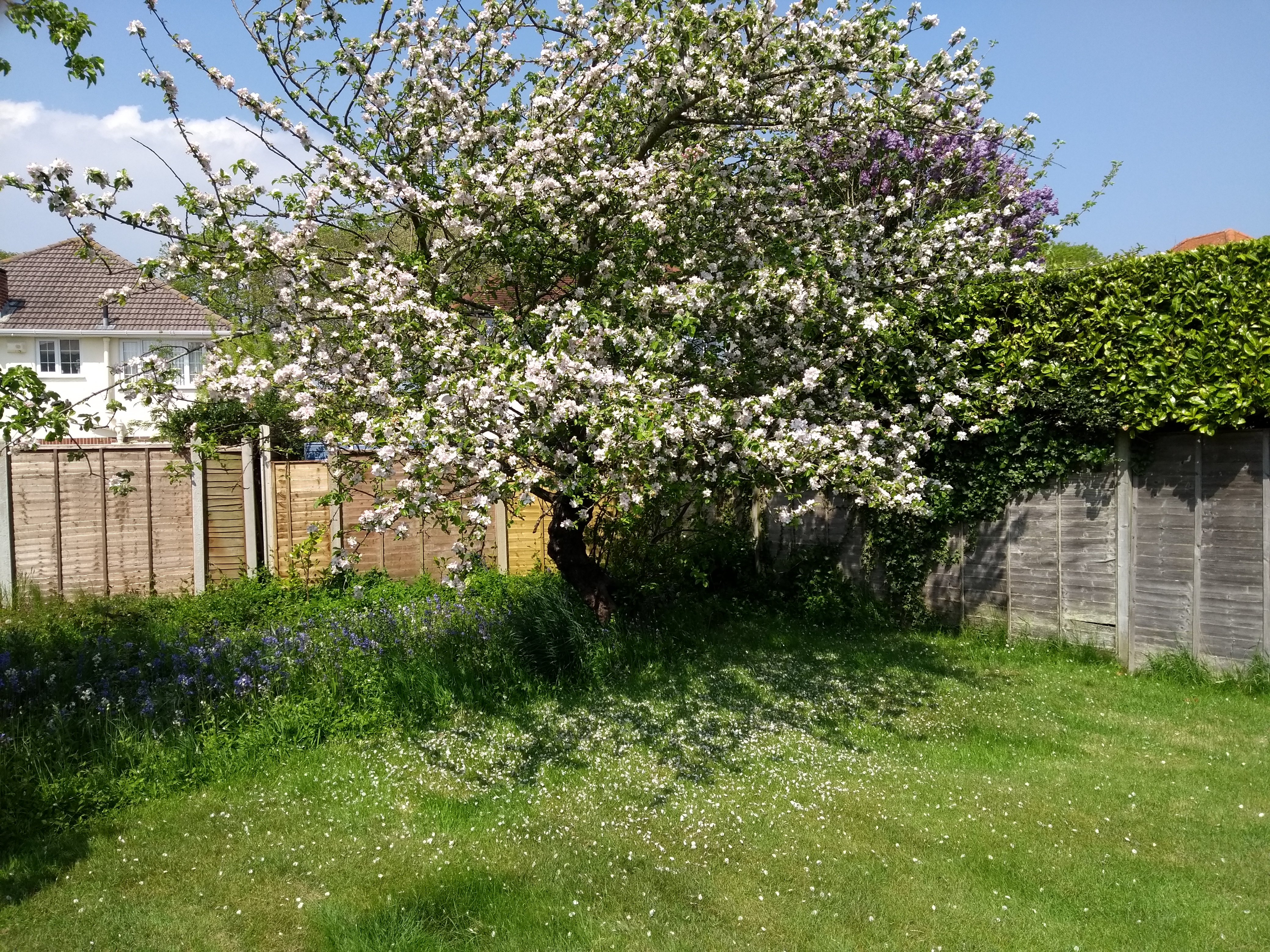 apple_tree.jpg