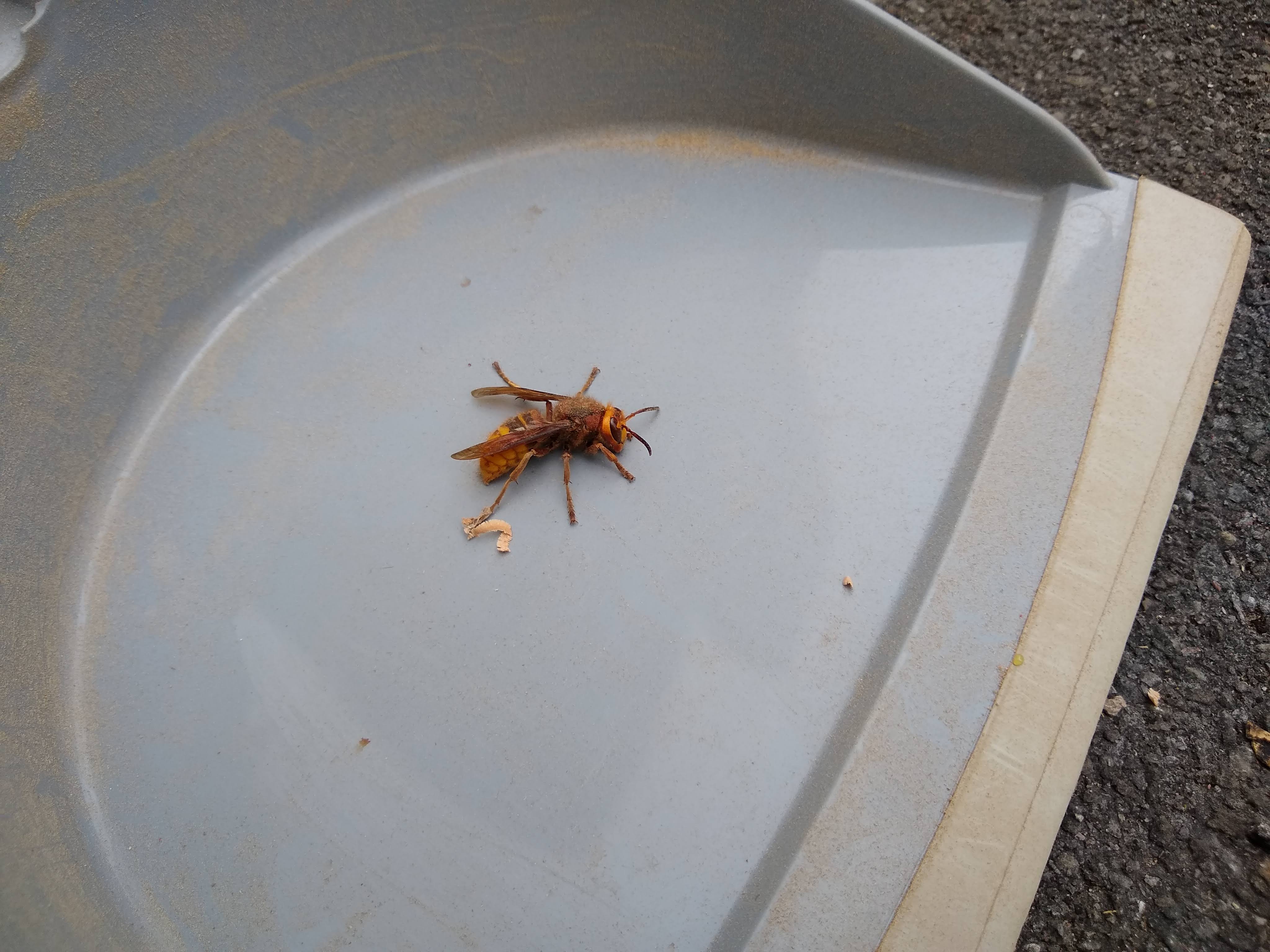 Hornet_in_the_shop.jpg