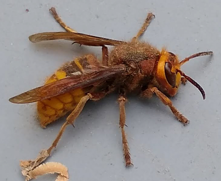 Hornet_in_the_shop2.jpg